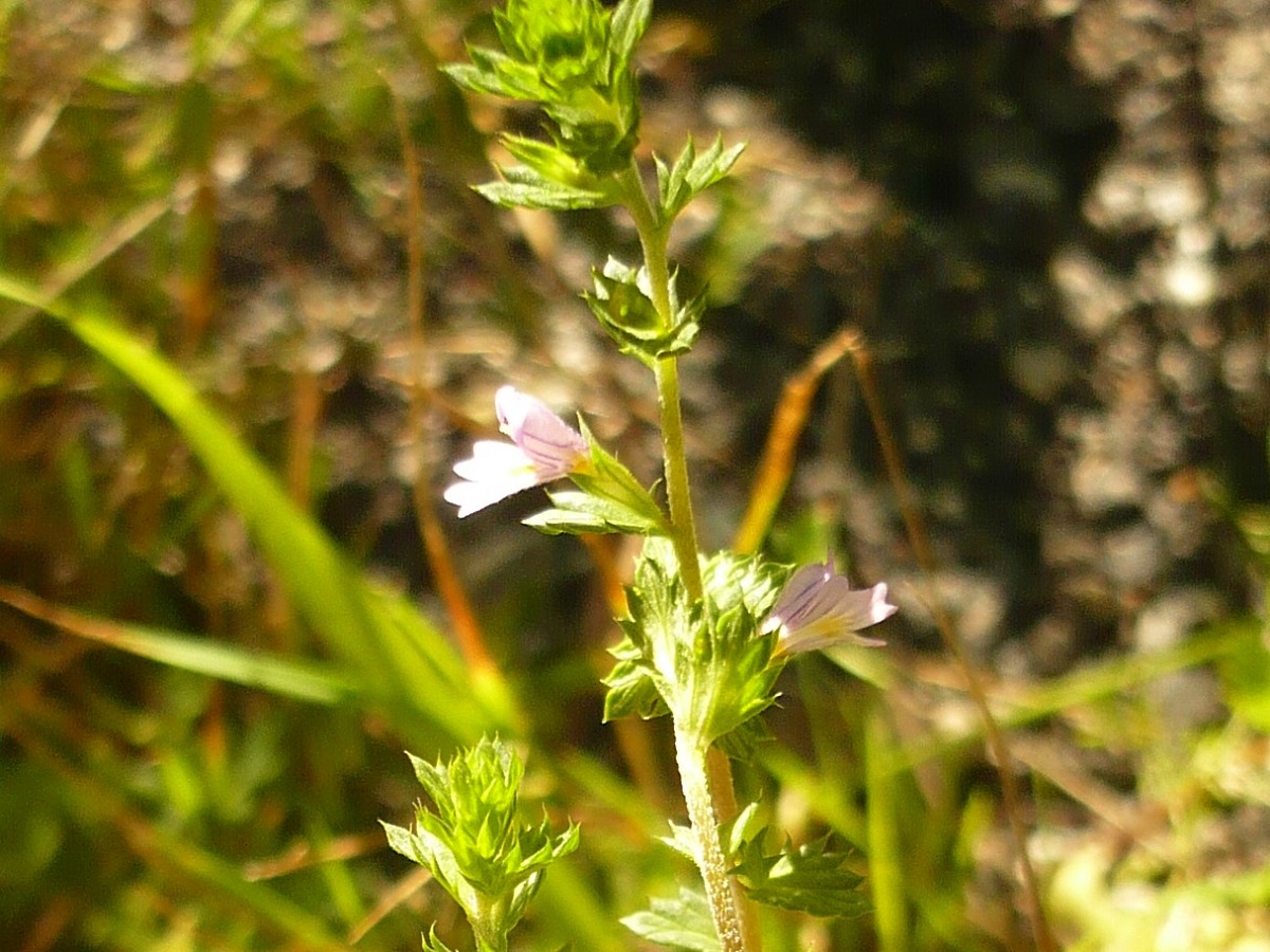 Euphrasia pectinata (Orobanchaceae)
